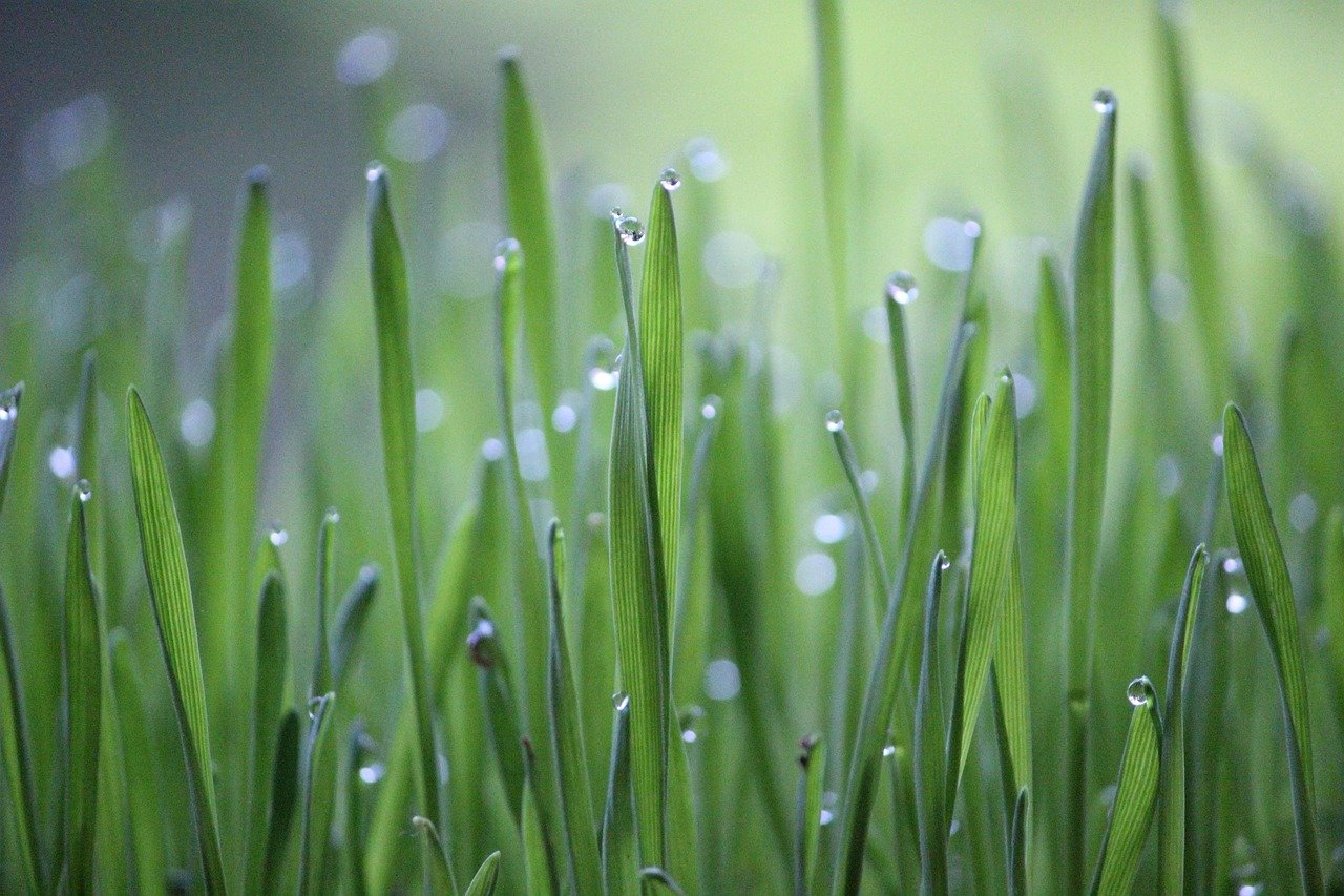 wheat grass, grass, green, cultivation, agriculture, wheat, growth, rural, crops, nature, green, agriculture, agriculture, agriculture, agriculture, agriculture, wheat, wheat, wheat, growth, growth